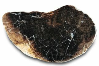 Jurassic Purbeck Fossil Wood Slab - Dorset, England #285005