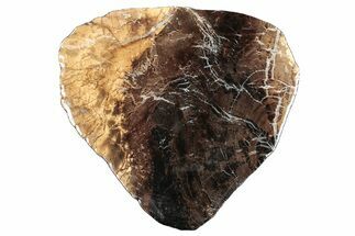 Jurassic Purbeck Fossil Wood Slab - Dorset, England #285020