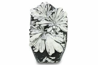 Polished Chrysanthemum Stone - China #285000