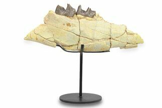Fossil Running Rhino (Hyracodon) Jaw Section - South Dakota #285129