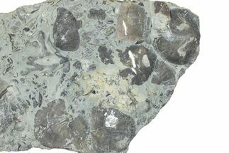Fossil Brachiopod (Rafinesquina) and Bryozoan Plate - Indiana #285109