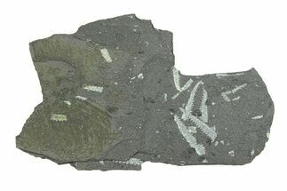 Fossil Graptolite (Didymograptus) Cluster - Wales #284942