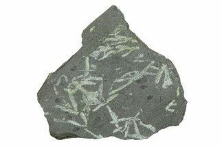 Fossil Graptolite (Didymograptus) Cluster - Wales #284949