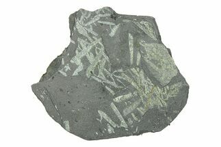 Fossil Graptolite (Didymograptus) Cluster - Wales #284950