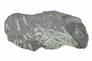 Fossil Graptolite (Didymograptus) Cluster - Wales #284956