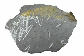 Fossil Graptolite (Didymograptus) Cluster - Wales #284961