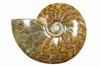 Polished Ammonite (Cleoniceras) Fossil - Madagascar #283417