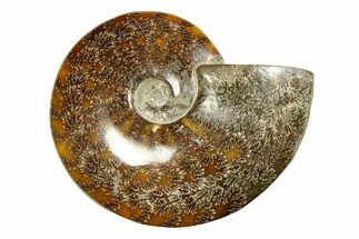 Polished Ammonite (Cleoniceras) Fossil - Madagascar #283418