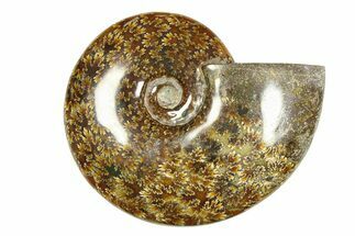 Polished Ammonite (Cleoniceras) Fossil - Madagascar #283420