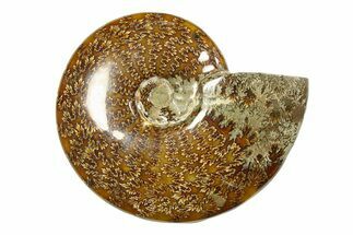 Polished Ammonite (Cleoniceras) Fossil - Madagascar #283424