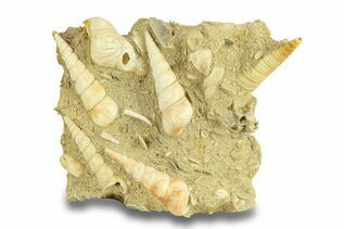 Bivalve Fossils For Sale