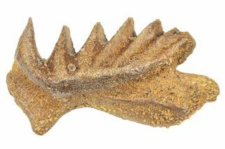 Cretaceous Lungfish (Ceratodus) Tooth Plate - Morocco #285252