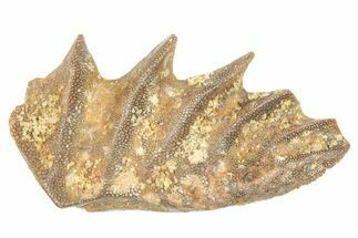 Cretaceous Lungfish (Ceratodus) Tooth Plate - Morocco #285262