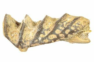 Cretaceous Lungfish (Ceratodus) Tooth Plate - Morocco #285276