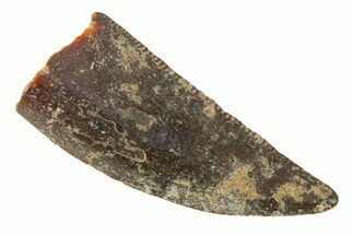 Serrated, Raptor Tooth - Real Dinosaur Tooth #285170