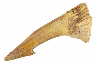 Fossil Sawfish (Onchopristis) Rostral Barb - Morocco #285518