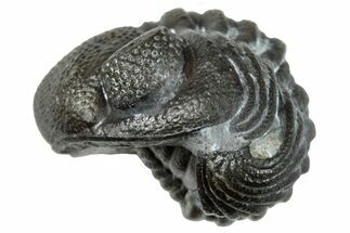Enrolled Eldredgeops Trilobite Fossil - New York #285643
