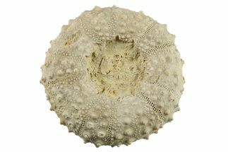Cretaceous Echinoid (Phymosoma) Fossil - Texas #285580