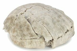 Partial Fossil Tortoise (Stylemys) - South Dakota #285672