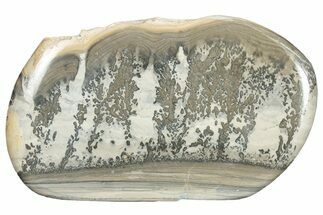 Triassic Aged Stromatolite Fossil - England #285804