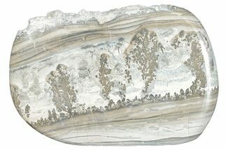 Triassic Aged Stromatolite Fossil - England #285836