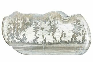 Triassic Aged Stromatolite Fossil - England #285839