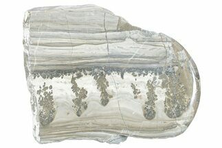 Triassic Aged Stromatolite Fossil - England #285846