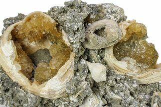Cluster of Fossil Clams with Fluorescent Calcite - Rucks' Pit, FL #285894