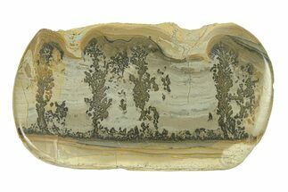 Triassic Aged Stromatolite Fossil - England #285824