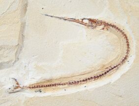 Rhynchodercetis “Needle Fish” Fossil - Morocco #16070