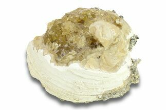 Fossil Clam (Mercenaria) with Fluorescent Calcite - Rucks Pit, FL #285865