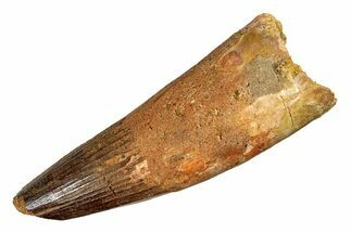 Bargain, Fossil Spinosaurus Tooth - Real Dinosaur Tooth #286010