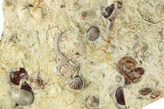 Seafloor with Trilobite, Brachiopod, Ostrocod & Coral Fossils #286272