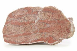 Mesoproterozoic Stromatolite (Parallelophyton) Slab - Russia #286398