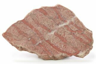 Mesoproterozoic Stromatolite (Parallelophyton) Slab - Russia #286400