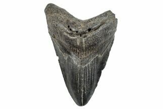 Fossil Megalodon Tooth - South Carolina #286494