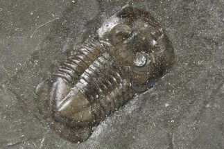 Fossil Ptyocephalus Trilobite - Fillmore Formation, Utah #286558