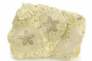 Three Fossil Sand Dollars - France #286388