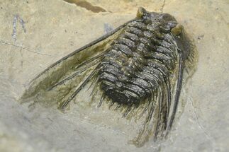 Spiny Leonaspsis Trilobite - Morocco #286569