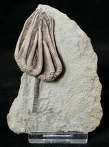 Very D Agaricocrinus Crinoid - Crawfordsville, Indiana #16078