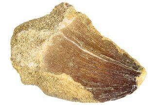 Fossil Mosasaur (Prognathodon) Tooth - Morocco #286298
