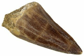 Fossil Mosasaur (Prognathodon) Tooth - Morocco #286307