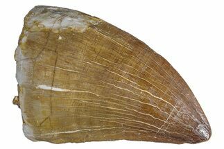 Fossil Mosasaur (Prognathodon) Tooth - Morocco #286360