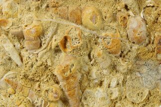 Fossil Gastropods In Limestone - Texas #286607