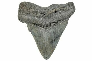 Serrated, Juvenile Megalodon Tooth - South Carolina #286592