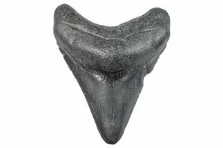 Fossil Megalodon Tooth - South Carolina #286593