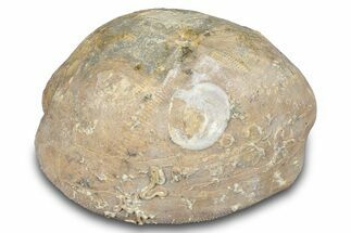 Cretaceous Sea Urchin (Holaster) Fossil - Texas #286483