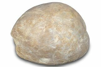 Cretaceous Sea Urchin (Holaster) Fossil - Texas #286523