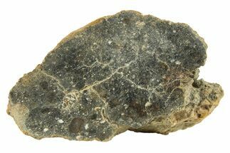 Polished Howardite Meteorite Section ( g) - Bechar #286937