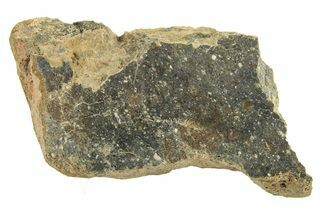 Polished Howardite Meteorite Section ( g) - Bechar #286956